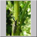 Agapanthia villosoviridescens - Distelbock 02.jpg